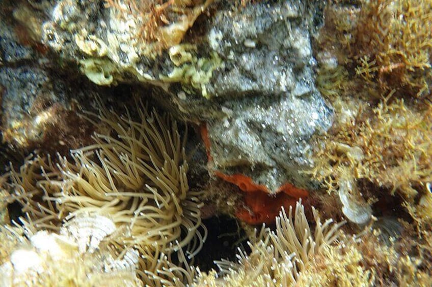 Snorkeling in Ustica (observation of marine flora and fauna)