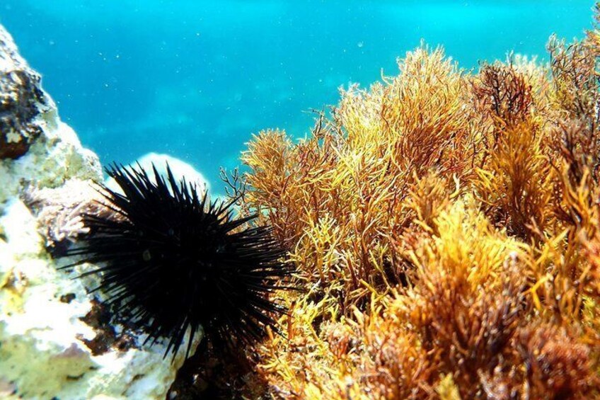 Snorkeling in Ustica (observation of marine flora and fauna)