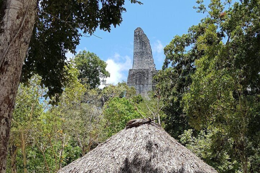 Tikal from Flores or Mundo Maya Airport with transportation, local guide and lunch