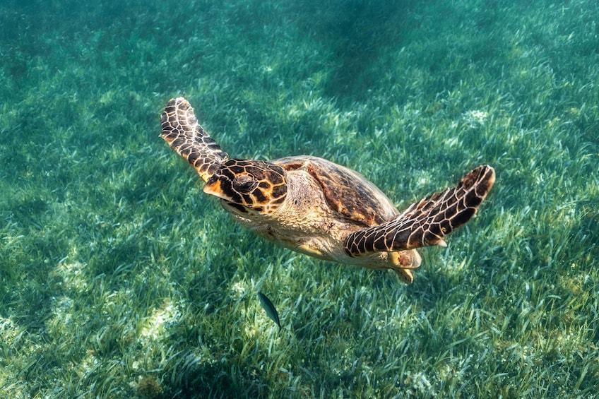 Turtle Swim, Reef, MUSA, Shipwreck & Cenote Snorkel Cancun