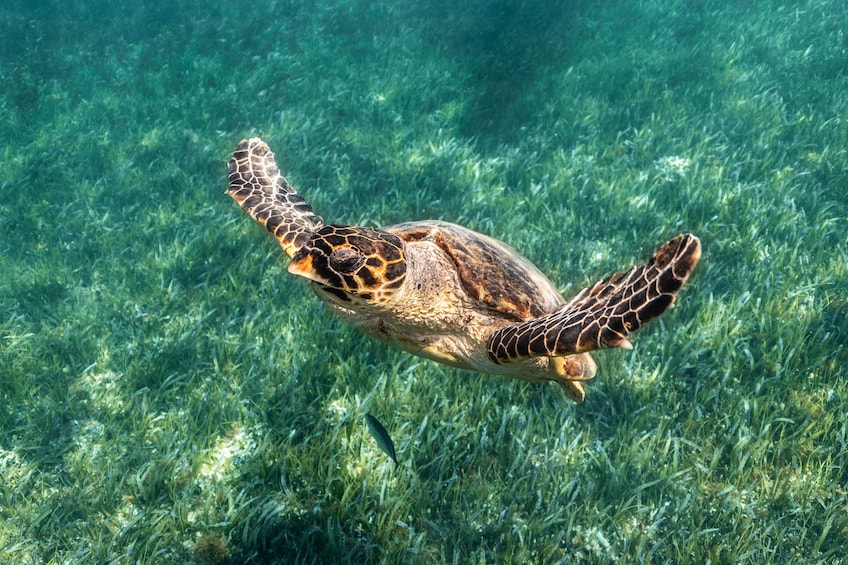 Turtle Swim, Reef, MUSA, Shipwreck & Cenote Snorkel Cancun