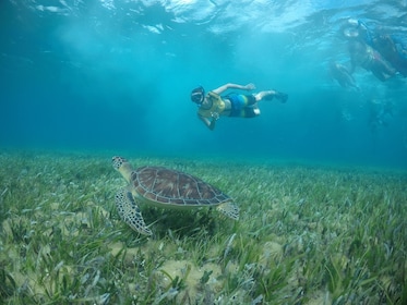 Nage avec les tortues, récif, MUSA, épave et tuba au cénote Cancun