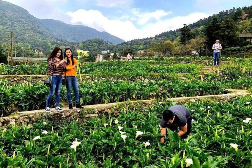 N102 Yangmingshan Beitou Freshwater Day Tour (10h)