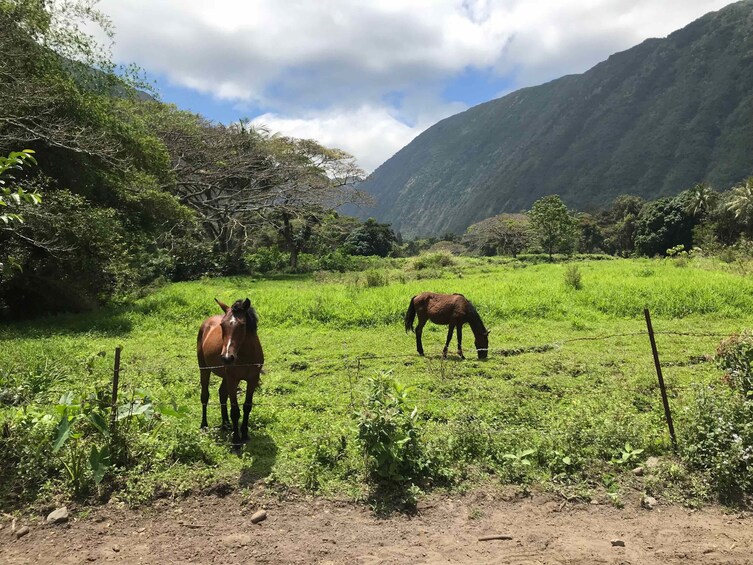 Waipio Valley and Waterfalls Adventure