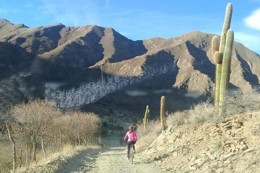 Walk through the Cardones