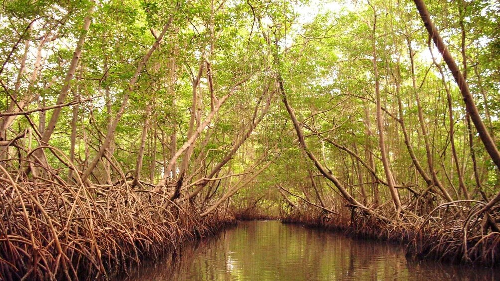 navigating the swamps in Trinidad and Tobago