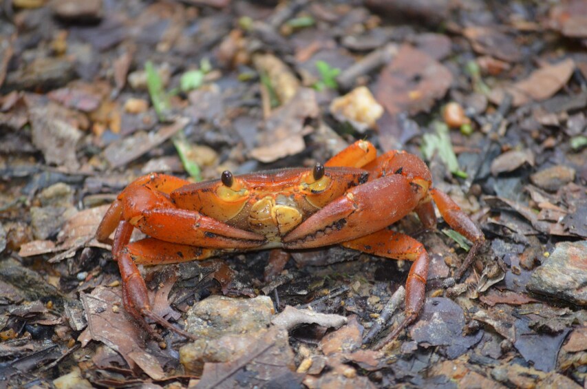 Caroni Wetlands Sunset Boat Tour