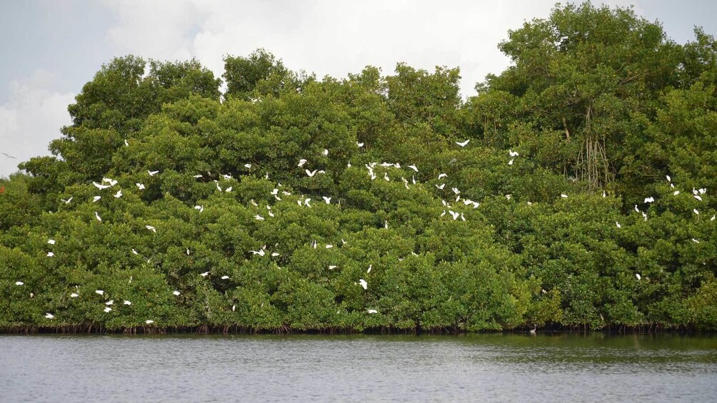 white birds flying in a group in Trinidad and Tobago