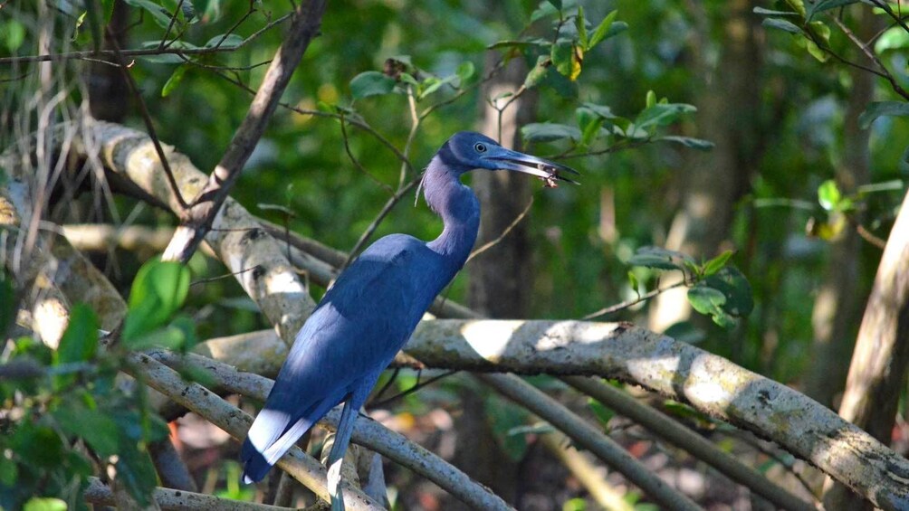 A Blue Crane 