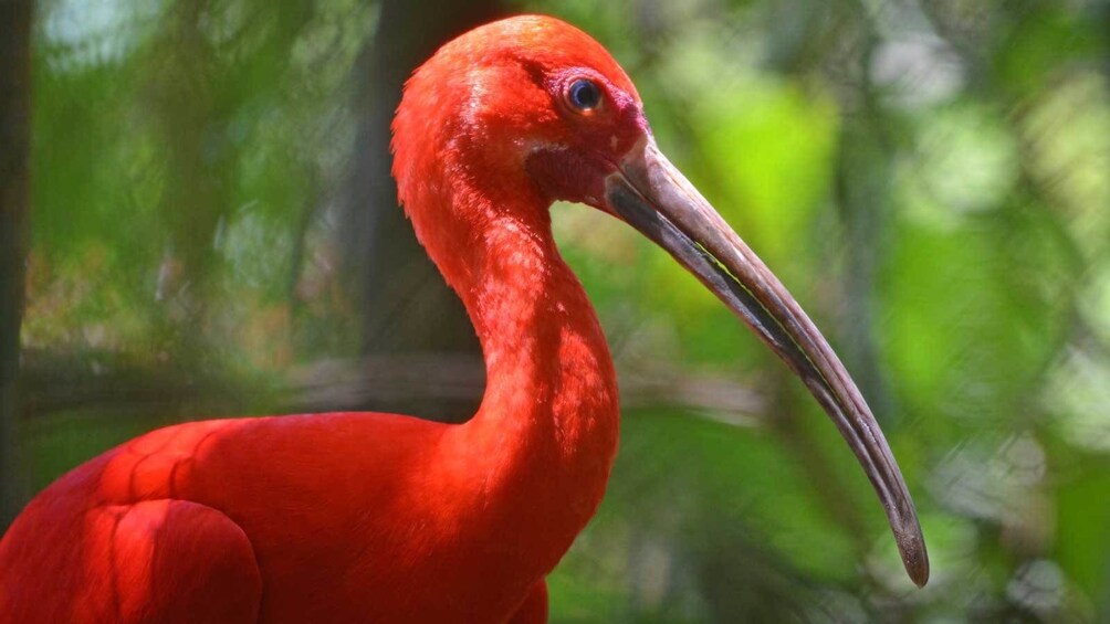 a bright orange bird in Trinidad and Tobago