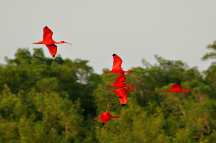 Caroni Wetlands Sunset Boat Tour