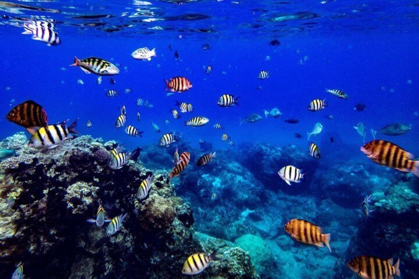 Green Island Ocean is guarded by us