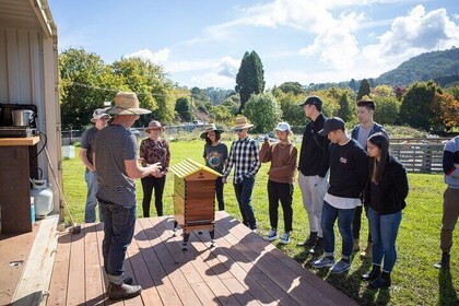 Beekeeping. Honey and Hive.