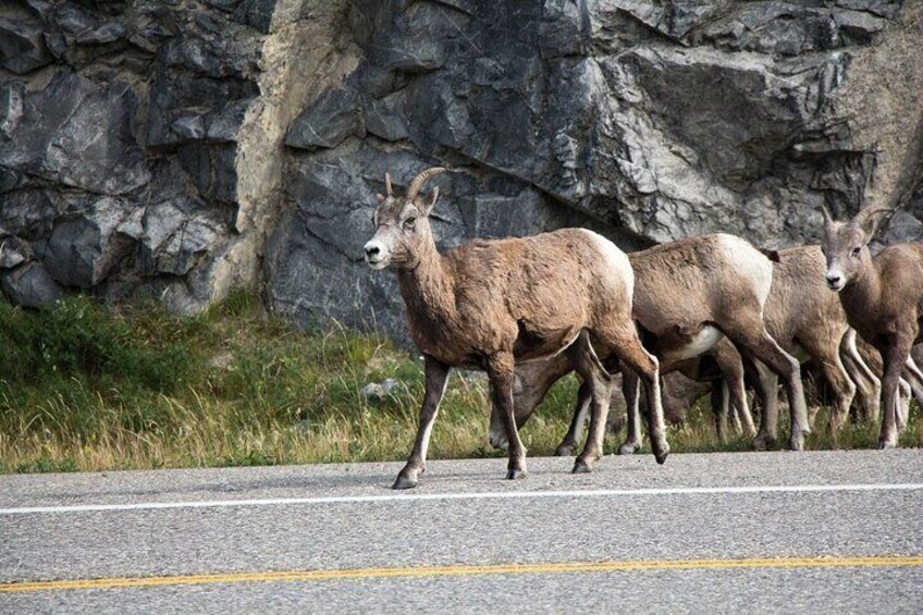 GPS-Guided Driving Tour: Icefields Parkway between Lake Louise & Jasper, Alberta