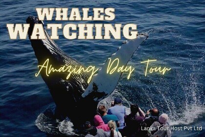 Whales Watching Mirissa Day Tour