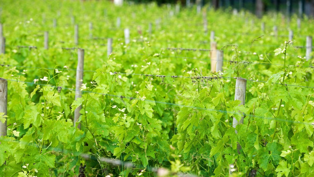 walking through a vineyard in Washington