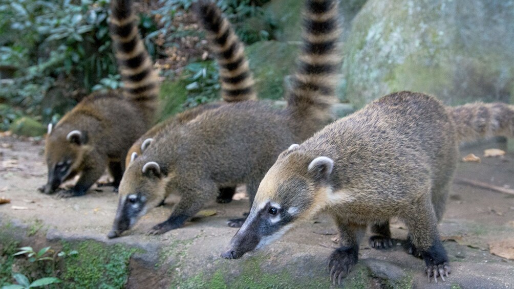 Animals in Rio de Janeiro 