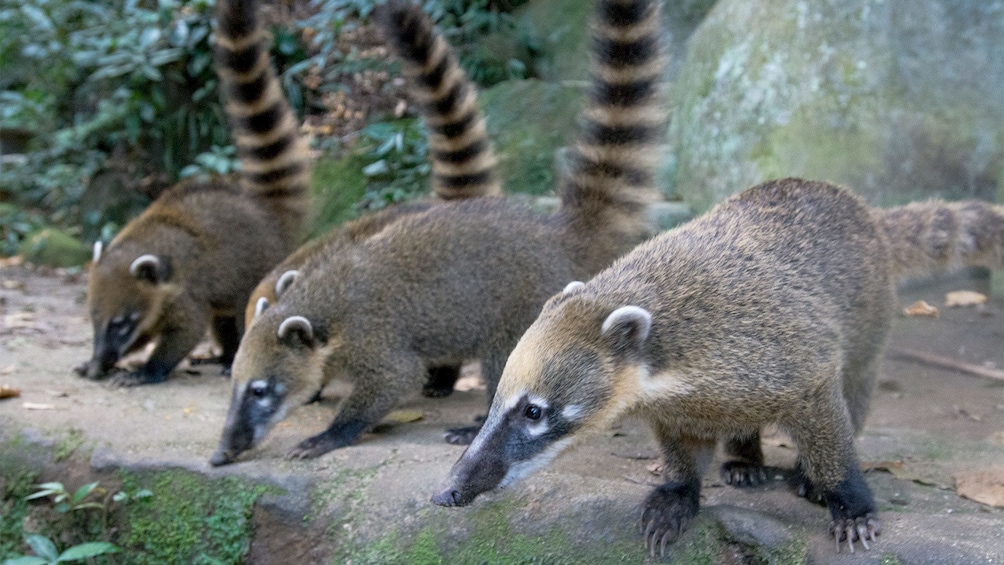 Animals in Rio de Janeiro
