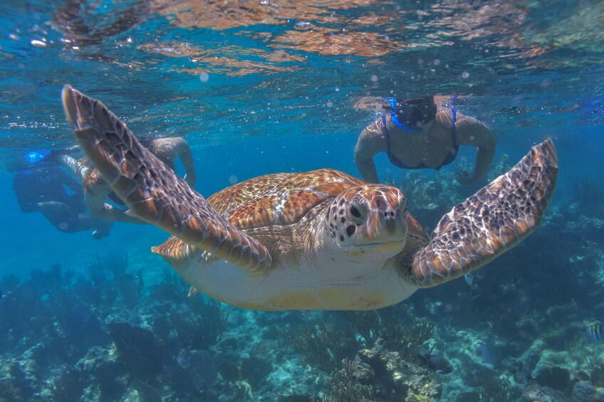 Luxury Sailing & Snorkeling Experience from Riviera Maya