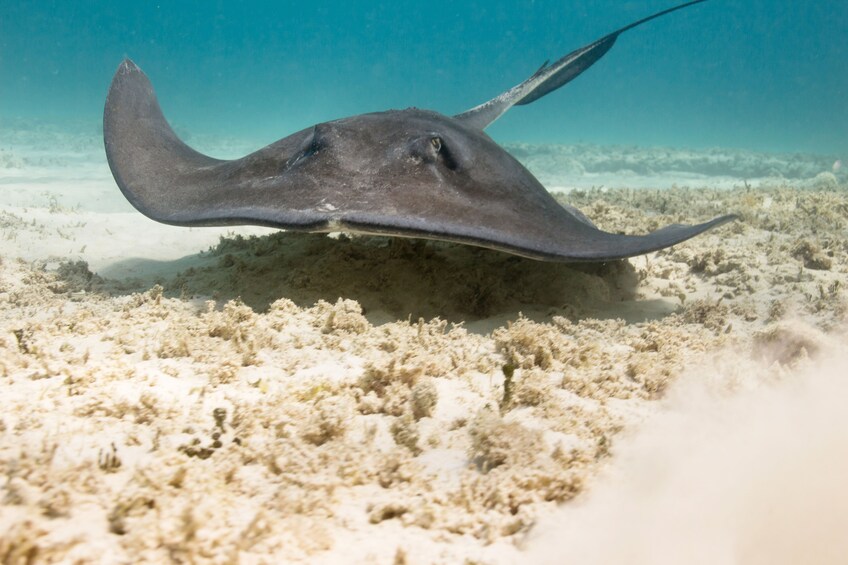Luxury Sailing & Snorkeling Experience from Riviera Maya