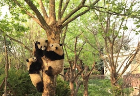 Half-Day Tour to Chengdu Research Base of Giant Panda Breeding