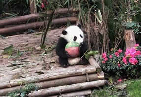 Private Chengdu Panda Visit & Personalised City Sites Tour