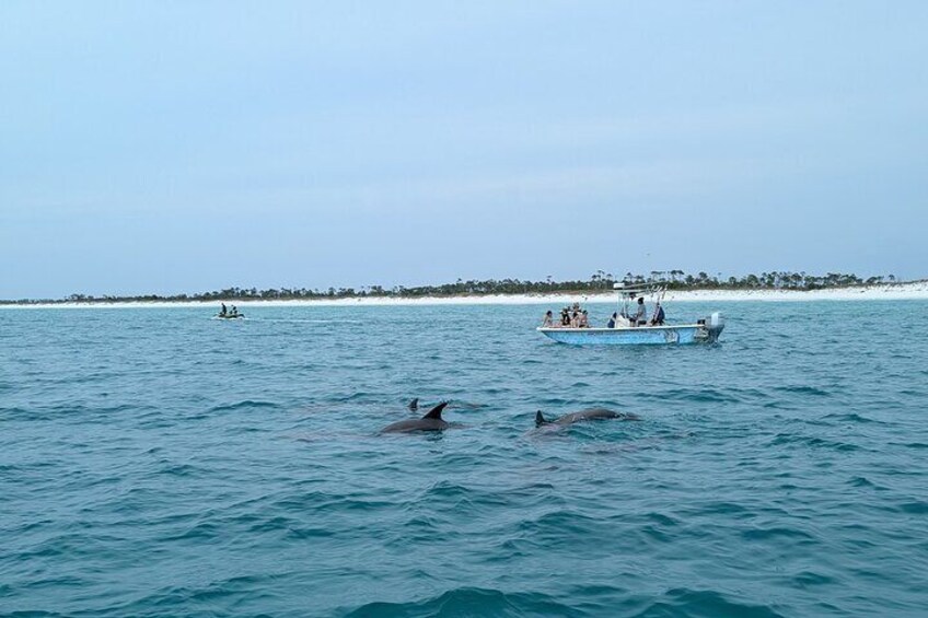 Two Hour Private Sightseeing/Dolphin Tour in Panama City Beach