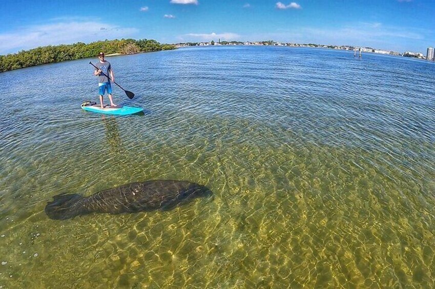 Manatee Moments at MacArthur State Park 