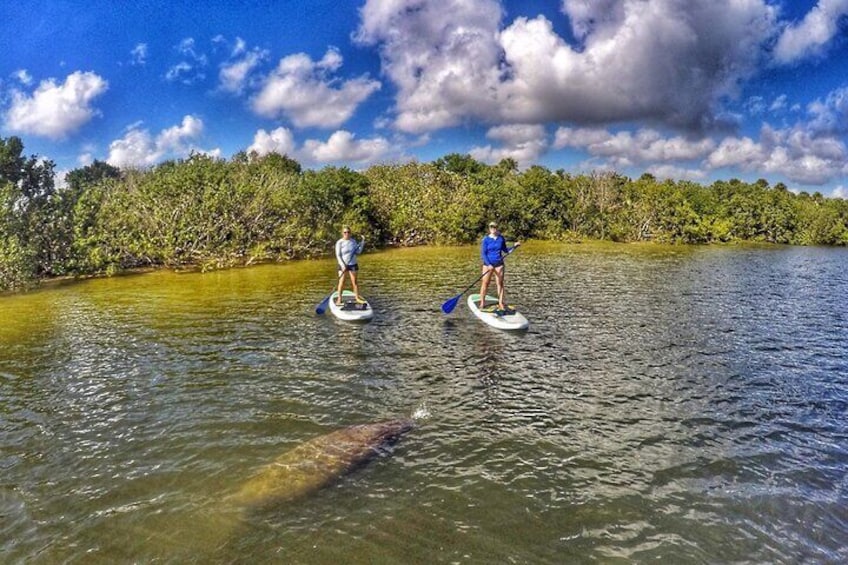 Encountering a manatee on the MacArthur Park adventure tour 