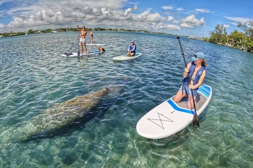 manatee encounter in Jupiter