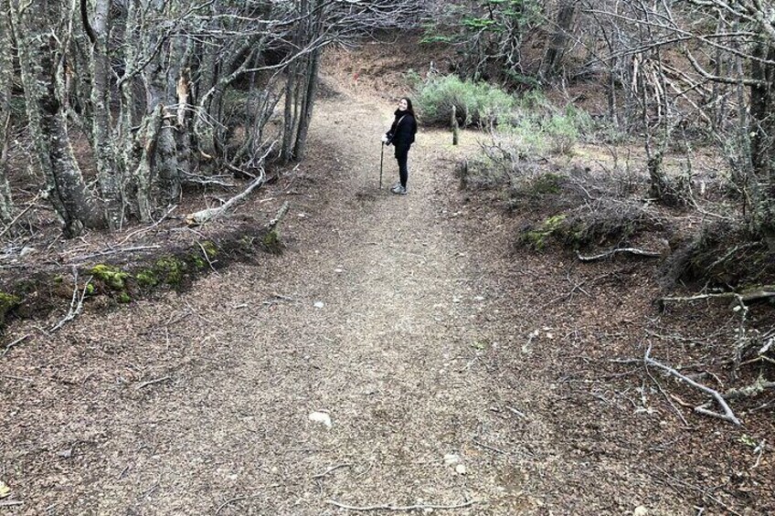 camino entre bosque 