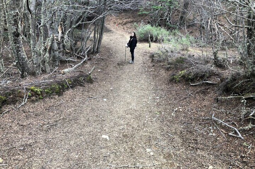 camino entre bosque