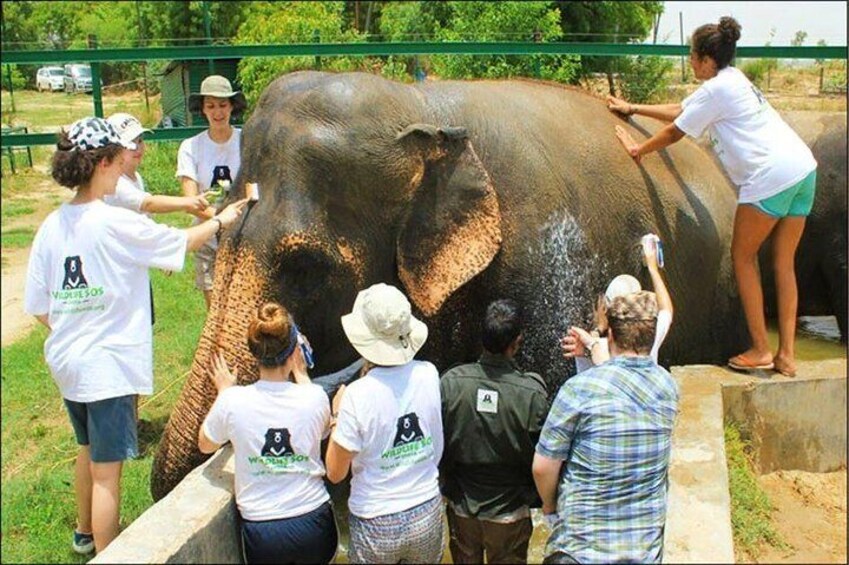 Full Day Tour of Elephant Conservation and Bear Rescue Center