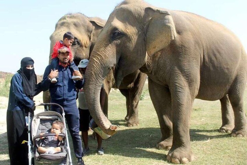 Full Day Tour of Elephant Conservation and Bear Rescue Center