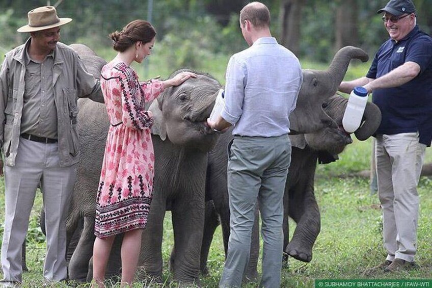 Full Day Tour of Elephant Conservation and Bear Rescue Center