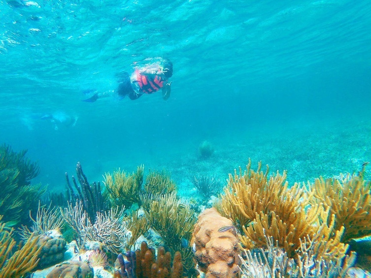 Half-Day Puerto Morelos Snorkeling Experience with Lunch