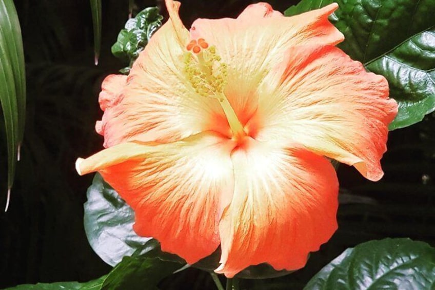 Hibiscus at our Botanical Garden