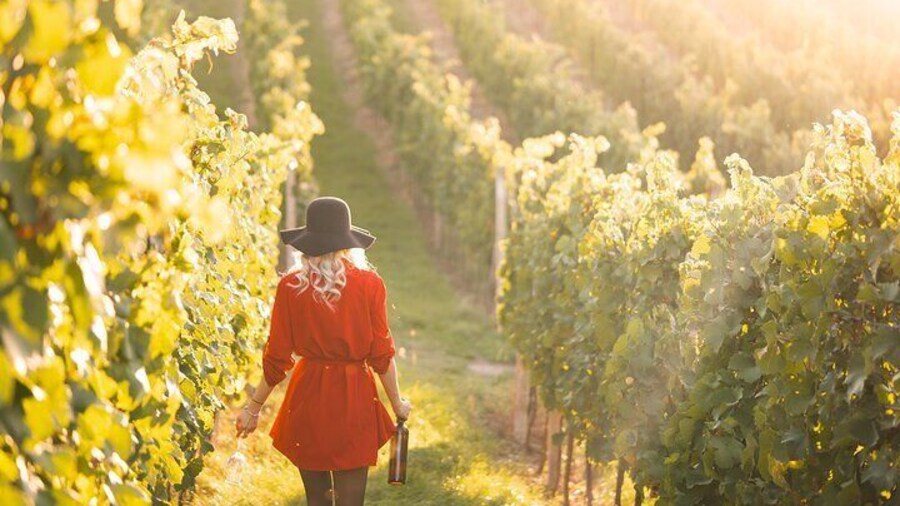 Half Day Tour in the Prosecco Hills Tour from Padua