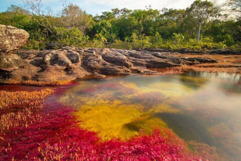 Caño Cristales Private 3-Day Trekking Tour from Bogota Jun - Nov 2021