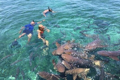 Full-Day Caye Caulker Shark and Ray Alley Tour with Snorkeling