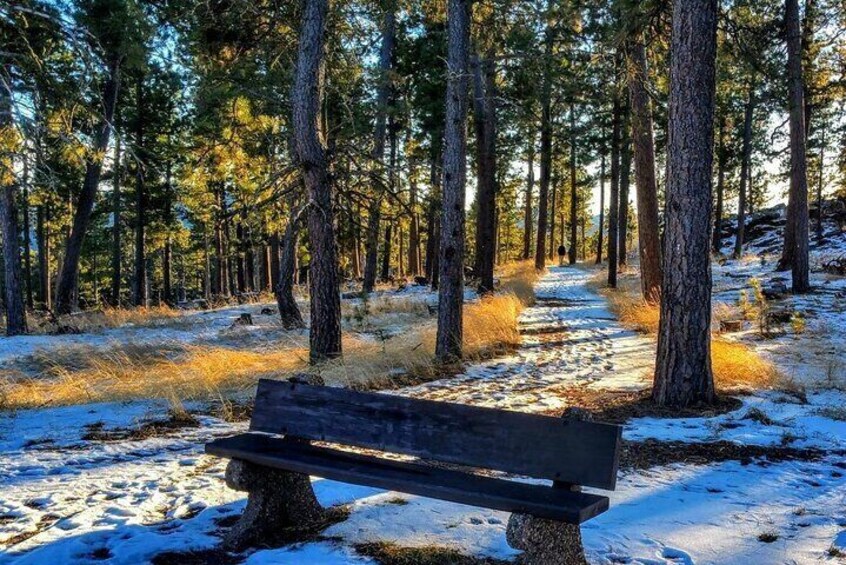 Winter - Custer Bison Safari + Black Hills Sunset & Stargazing