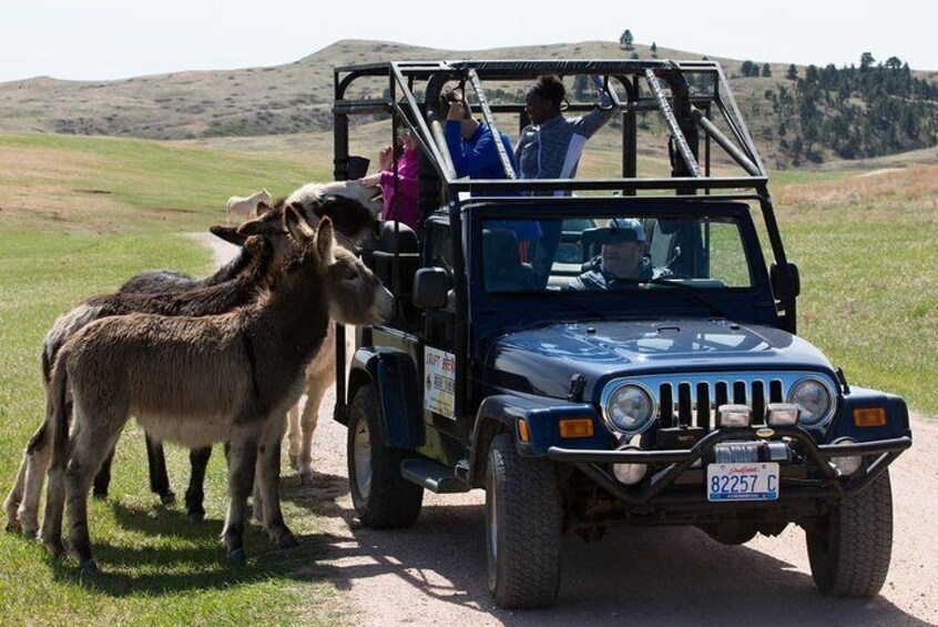 Private Group - Jeep "Buff" Bison Safari