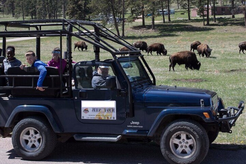 Jeep Bison Safari - Custer State Park (Public) 