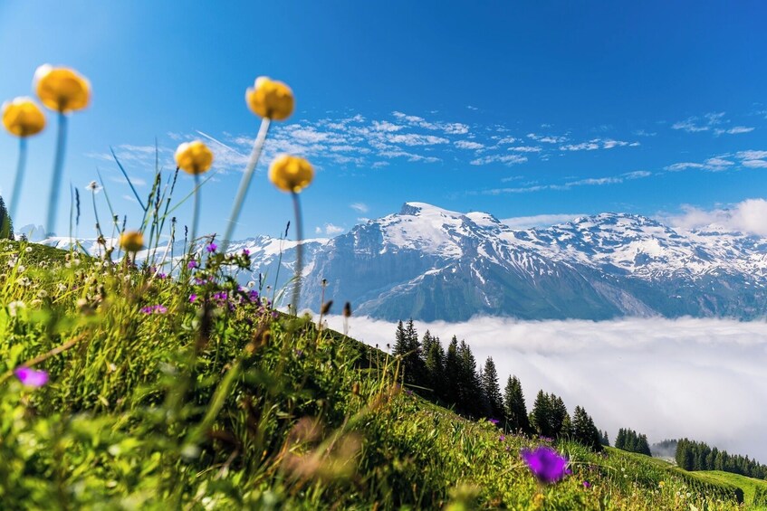 Glacier Paradise & Titlis Half-Day Tour from Lucerne