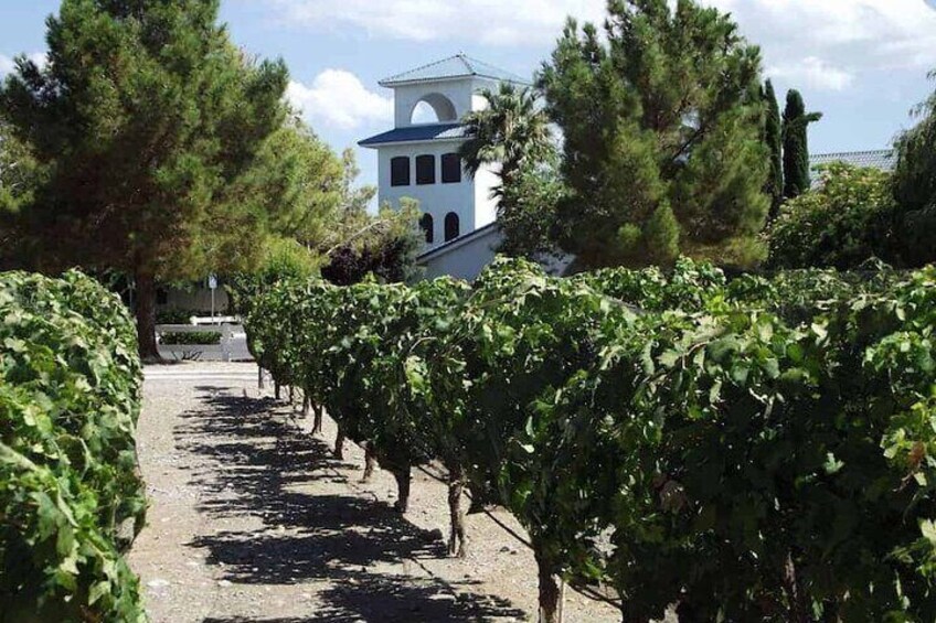 Sanders Family Pahrump Winery Tour from Las Vegas by SUV Cadillac Escalade