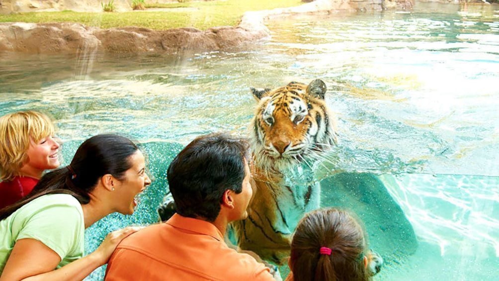 Busch Gardens Tampa Park Tickets