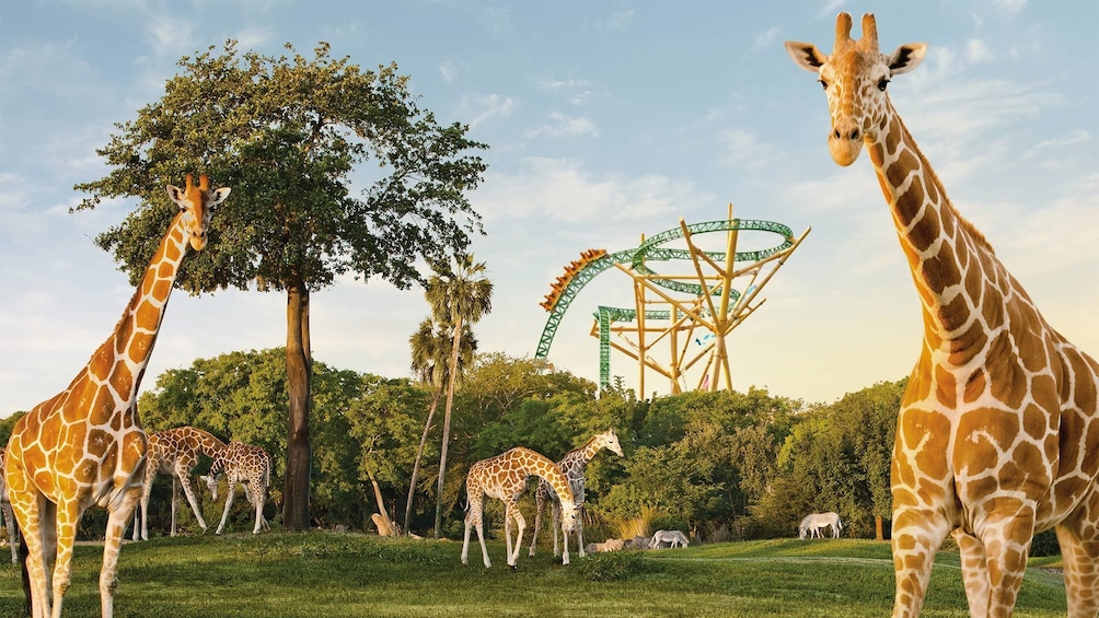 Giraffes at Busch Gardens Tampa Choose Your Adventure in Tampa
