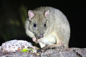 Nocturnal Animal Tour - Meet the Woylies