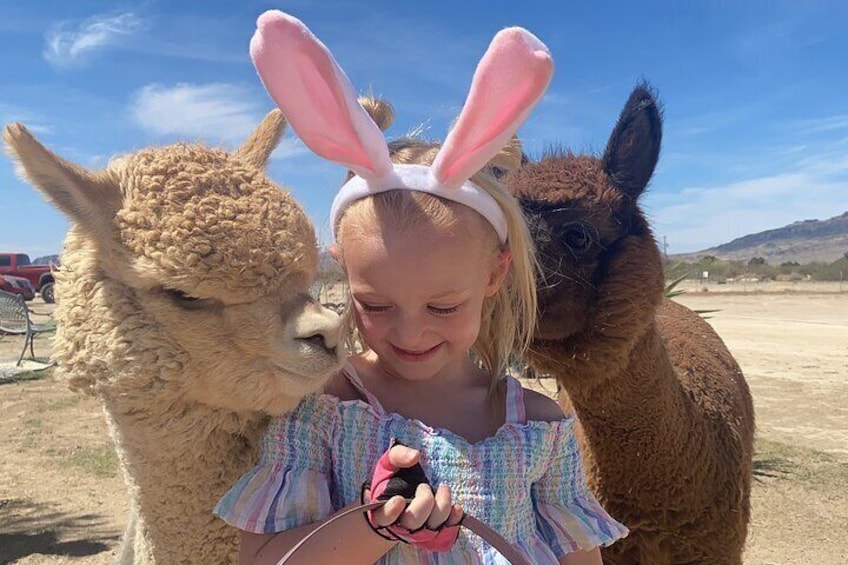 Kids of all ages love the experience of our friendly animals.
