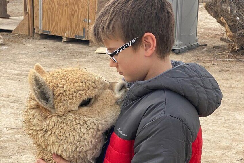 Get your Alpaca nose kisses at Nature Health Farms Sundays 11-5pm